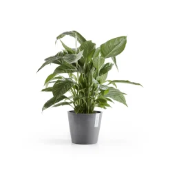 ohgreen Kunststof|Ecocheques|Amsterdam 20cm grijs met waterreservoir