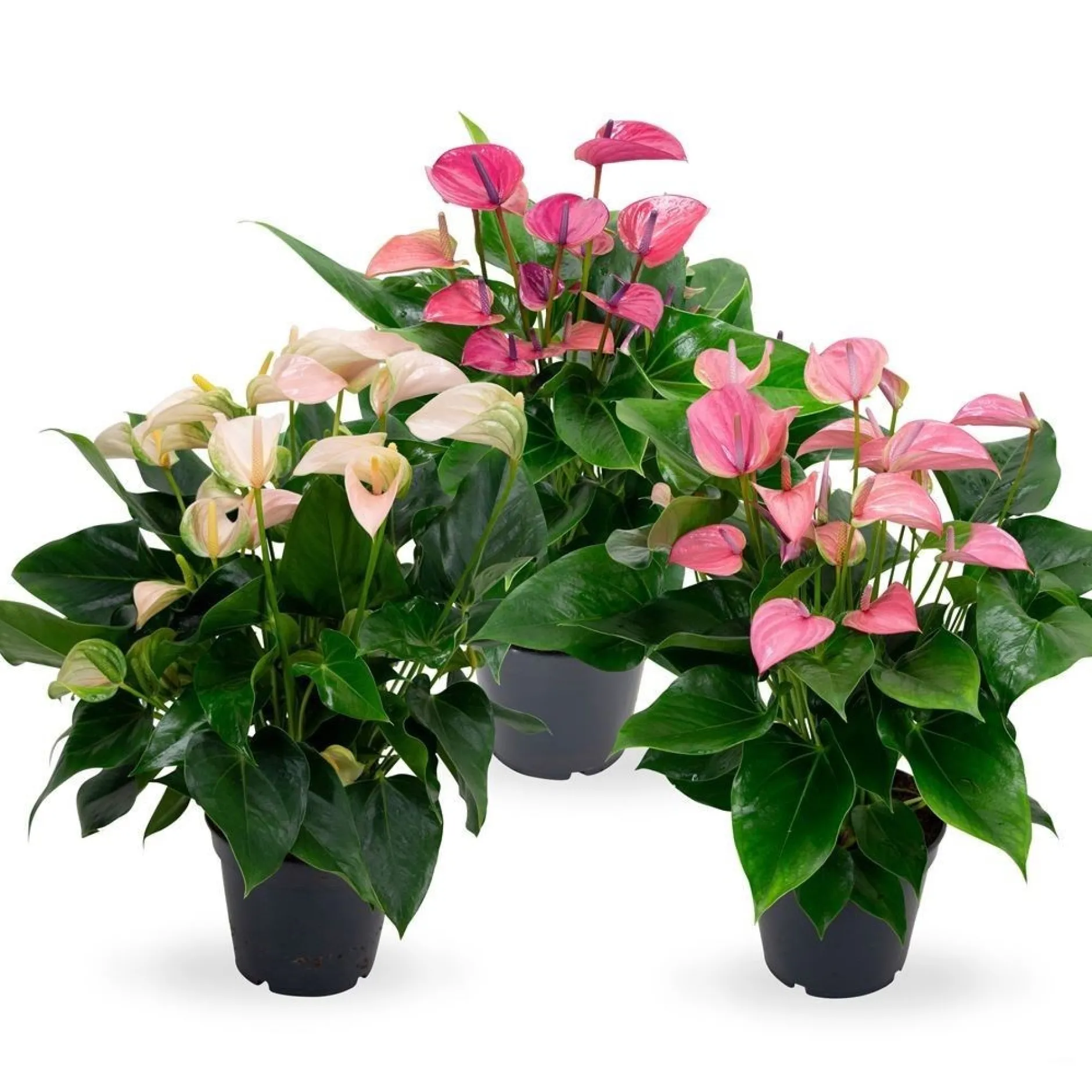 ohgreen Bloeiende Planten|Ecocheques|Anthurium 3 color mix