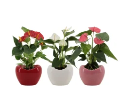 ohgreen Ecocheques|Composities En Terrariums|Anthurium in sierpot