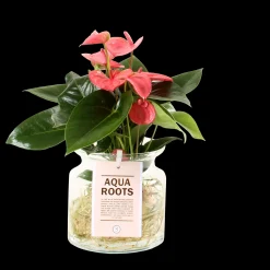 ohgreen Composities En Terrariums|Ecocheques|Anthurium sierglas