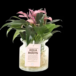 ohgreen Composities En Terrariums|Ecocheques|Anthurium sierglas