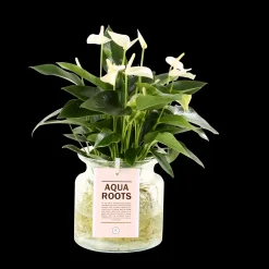 ohgreen Composities En Terrariums|Ecocheques|Anthurium sierglas