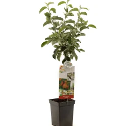 ohgreen Fruitbomen|Ecocheques|Appel patioboompje malus domestica jonagold