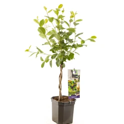 ohgreen Fruitbomen|Ecocheques|Appelbessenstruik aronia melanocarpa gevlochten stam