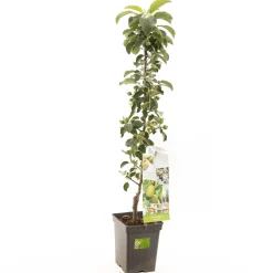 ohgreen Fruitbomen|Ecocheques|Appelboom malus domestica greencats zuilvorm