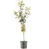 ohgreen Fruitbomen|Ecocheques|Appelboom malus domestica delcorf laagstam