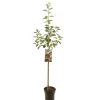 ohgreen Fruitbomen|Ecocheques|Appelboom malus domestica rood boskoop halfstam