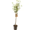 ohgreen Fruitbomen|Ecocheques|Appelboom malus domestica james grieve halfstam