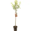 ohgreen Fruitbomen|Ecocheques|Appelboom malus domestica royal gala halfstam