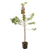 ohgreen Fruitbomen|Ecocheques|Appelboom malus red sentinel ( sierappel ) laagstam