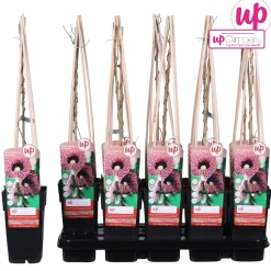 ohgreen Ecocheques|Klimplanten|Aristolochia macrophylla