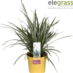 ohgreen Vaste Planten|Ecocheques|Astelia Silver Shadow