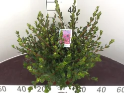ohgreen Struiken|Ecocheques|Azalea japonica
