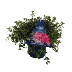 ohgreen Struiken|Ecocheques|Azalea japonica