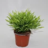 ohgreen Ecocheques|Groene Planten|Bamusa Pogonatherum Monica p12 h25