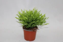 ohgreen Ecocheques|Groene Planten|Bamusa Pogonatherum Monica p12 h25