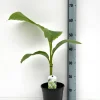 ohgreen Mediterrane Planten|Ecocheques|Bananenplant Musa Basjoo
