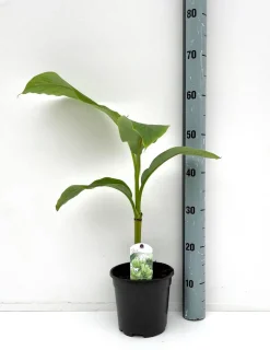ohgreen Mediterrane Planten|Ecocheques|Bananenplant Musa Basjoo