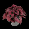 ohgreen Groene Planten|Ecocheques|Begonia Kohala Red