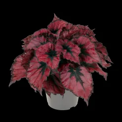 ohgreen Groene Planten|Ecocheques|Begonia Kohala Red