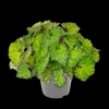 ohgreen Groene Planten|Ecocheques|Begonia Lime Fever