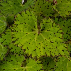 ohgreen Groene Planten|Ecocheques|Begonia Lime Fever