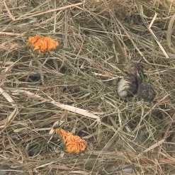 ohgreen Knaagdieren Voeding|Berghooi met paardenbloem 500 gr.