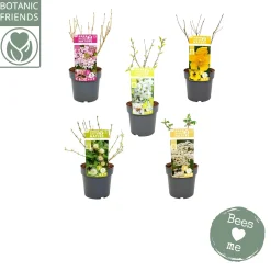 ohgreen Struiken|Ecocheques|Biologische bloemenmix met bijenmengsel p19 h45