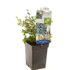 ohgreen Fruitbomen|Ecocheques|Blauwe bessenstruik vaccinium corymbosum arto zeer vorstbestendig