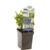 ohgreen Fruitbomen|Ecocheques|Blauwe bessenstruik vaccinium corymbosum alvar zeer vorstbestendig