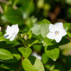 ohgreen Vaste Planten|Ecocheques|Bodembedekker p9