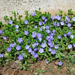 ohgreen Vaste Planten|Ecocheques|Bodembedekker p9