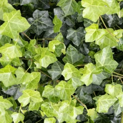 ohgreen Vaste Planten|Ecocheques|Bodembedekker p9