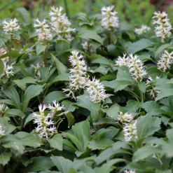 ohgreen Vaste Planten|Ecocheques|Bodembedekker p9