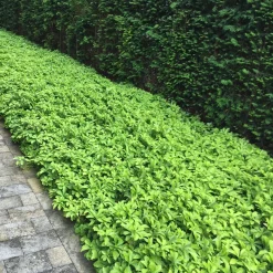 ohgreen Vaste Planten|Ecocheques|Bodembedekker p9