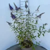 ohgreen Struiken|Ecocheques|Buddleja davidii Empire Blue ( Vlinderstruik )