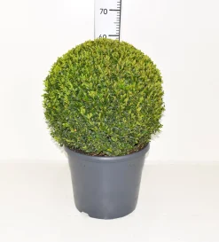 ohgreen Struiken|Ecocheques|Buxus sempervirens bol p31 h70