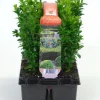 ohgreen Struiken|Ecocheques|Buxus sempervirens 6-pack p9 h15