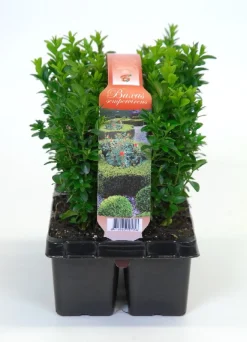 ohgreen Struiken|Ecocheques|Buxus sempervirens 6-pack p9 h15