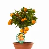 ohgreen Ecocheques|Mediterrane Planten|Calamondino ciotola