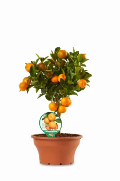ohgreen Ecocheques|Mediterrane Planten|Calamondino ciotola