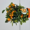 ohgreen Ecocheques|Mediterrane Planten|Calamondino spalliera
