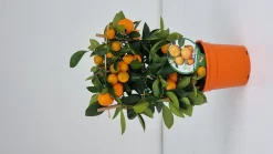 ohgreen Ecocheques|Mediterrane Planten|Calamondino spalliera