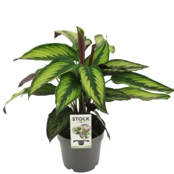 ohgreen Groene Planten|Ecocheques|Calathea maj princeps p14 h45