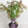 ohgreen Struiken|Ecocheques|Callicarpa profusion (Schoonvrucht)