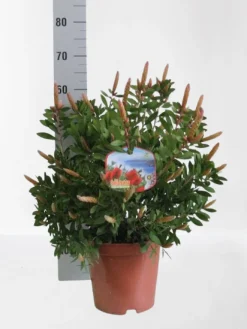 ohgreen Mediterrane Planten|Ecocheques|Callistemon ( Lampenpoetser struik )
