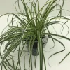 ohgreen Vaste Planten|Ecocheques|Carex feather falls p17