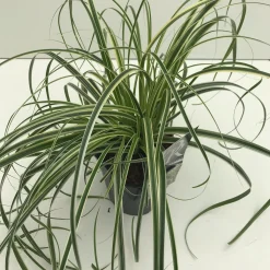 ohgreen Vaste Planten|Ecocheques|Carex feather falls p17