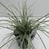 ohgreen Vaste Planten|Ecocheques|Carex oshimensis Everest