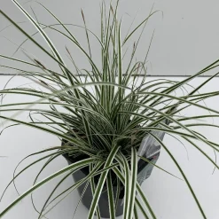 ohgreen Vaste Planten|Ecocheques|Carex oshimensis Everest